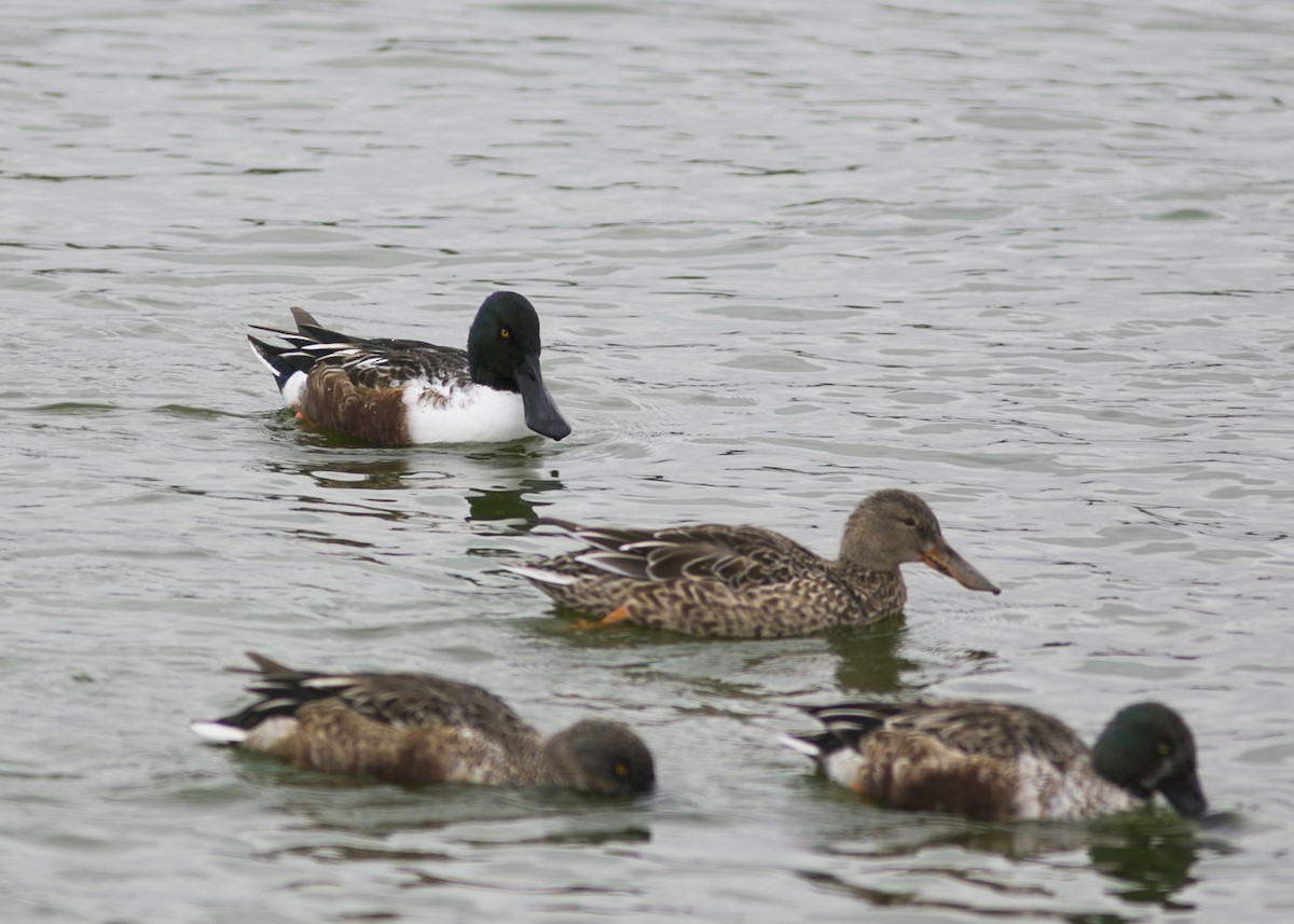 Northern Shoveler - ML506497621