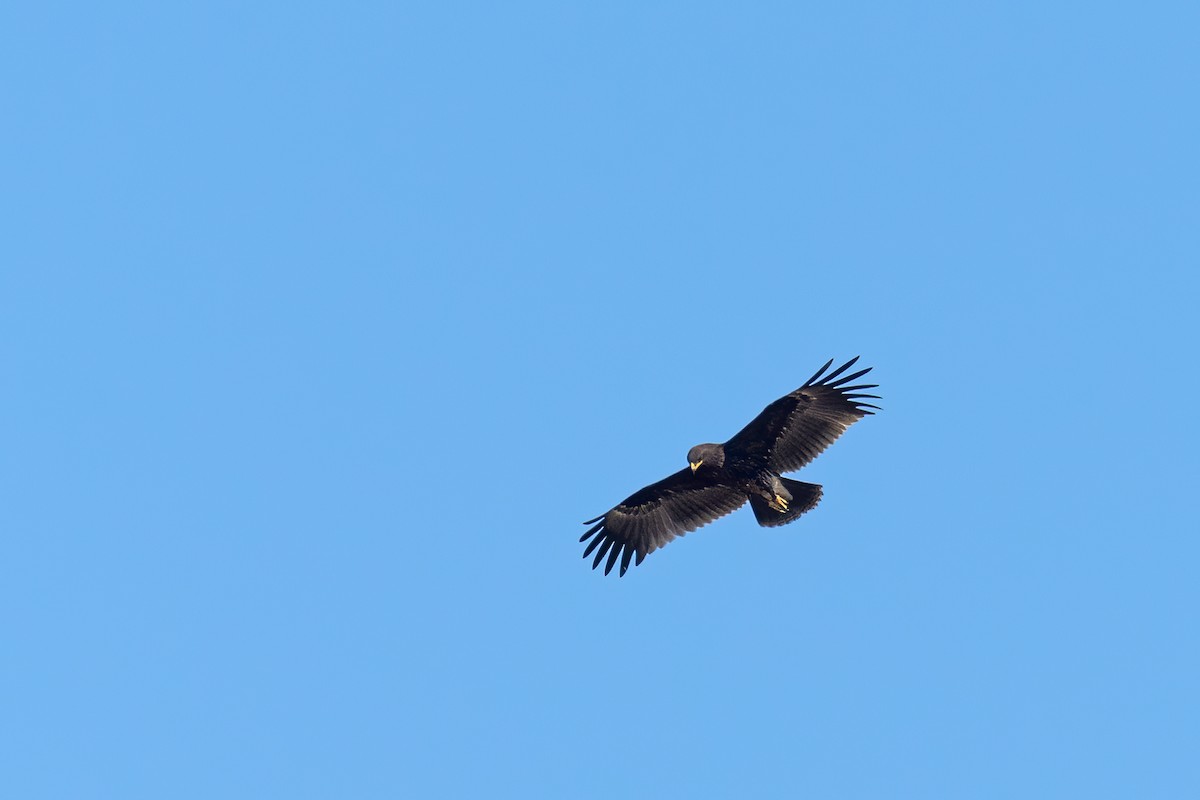 Greater Spotted Eagle - ML506497731