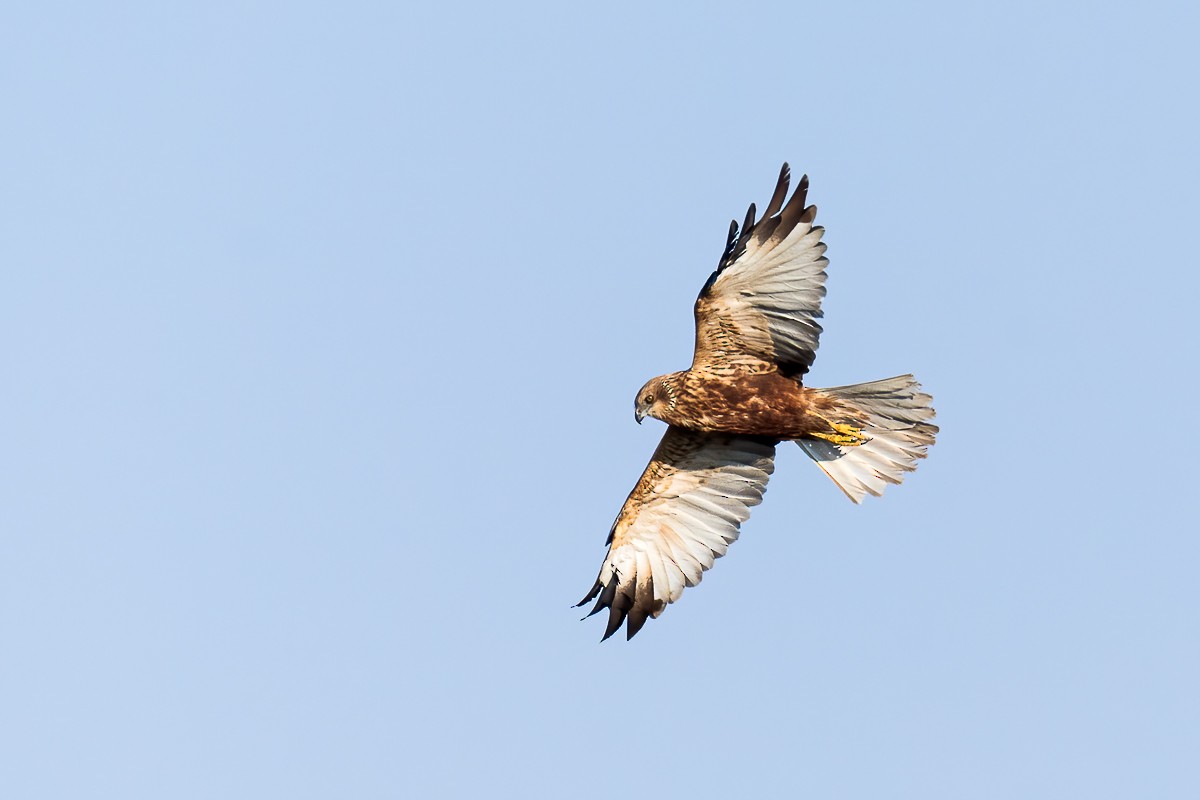 Western Marsh Harrier - ML506497781