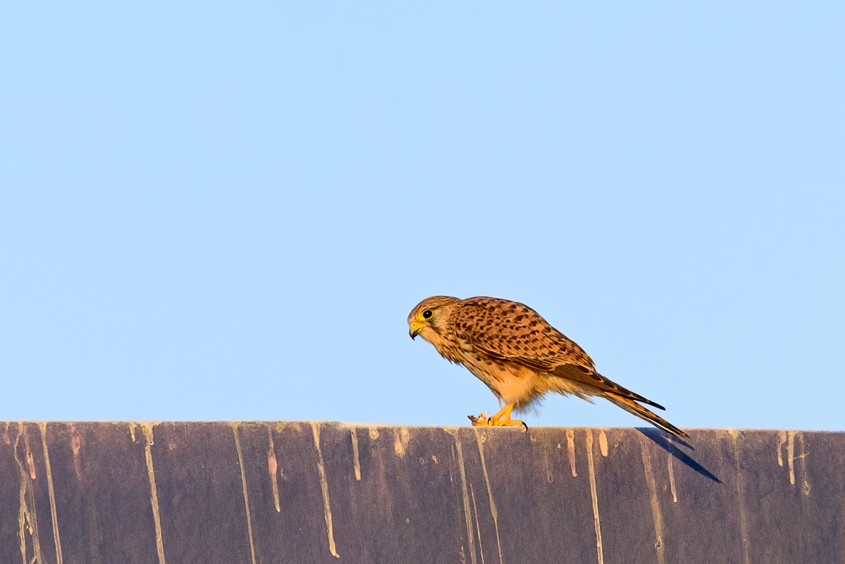 Eurasian Kestrel - ML506497811