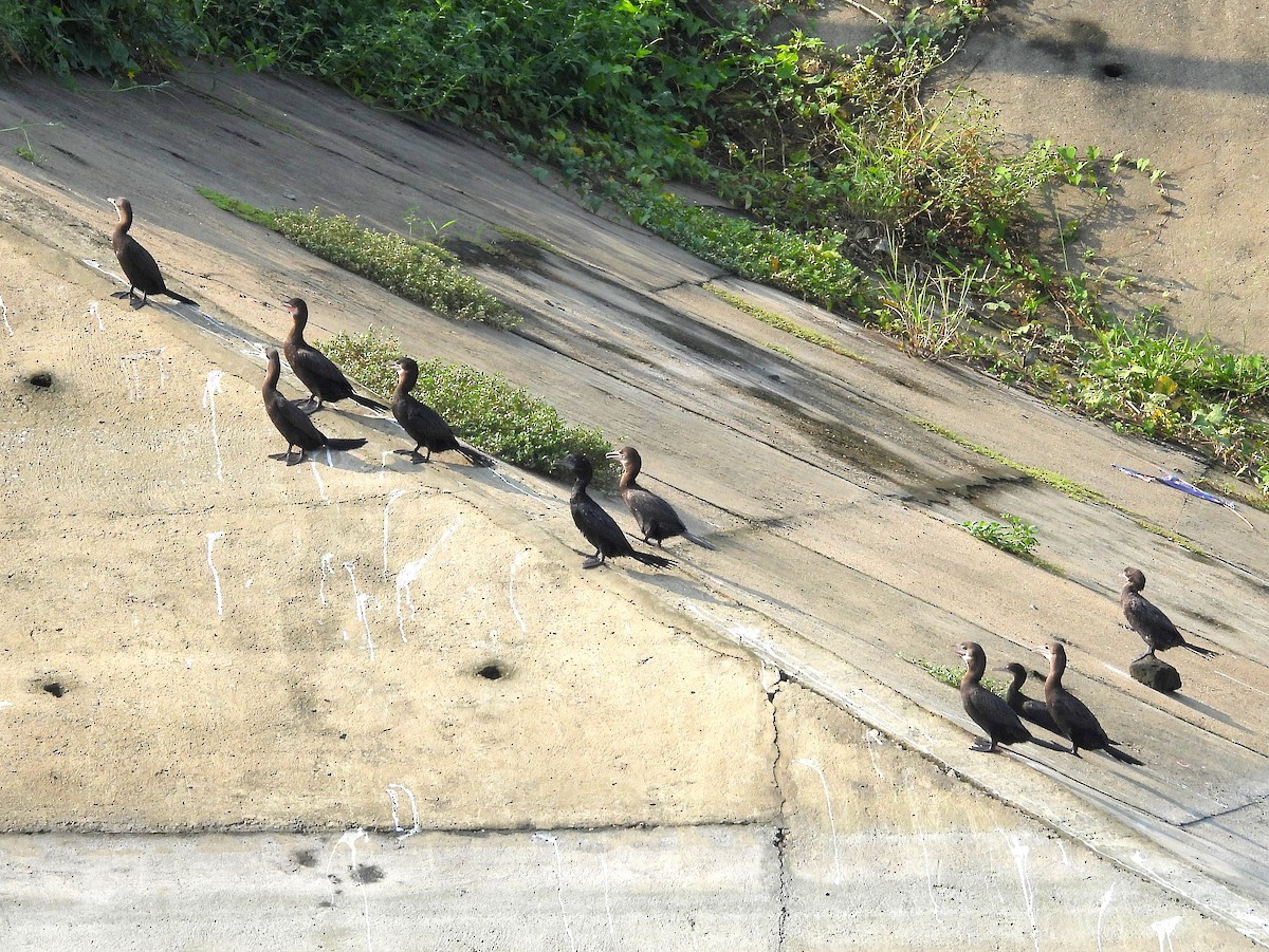 Great Cormorant - Purab Chowdhury