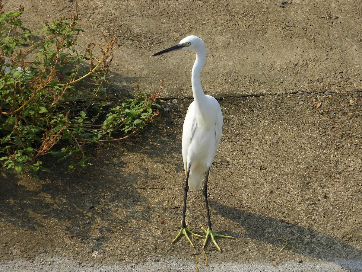 Little Egret - Purab Chowdhury