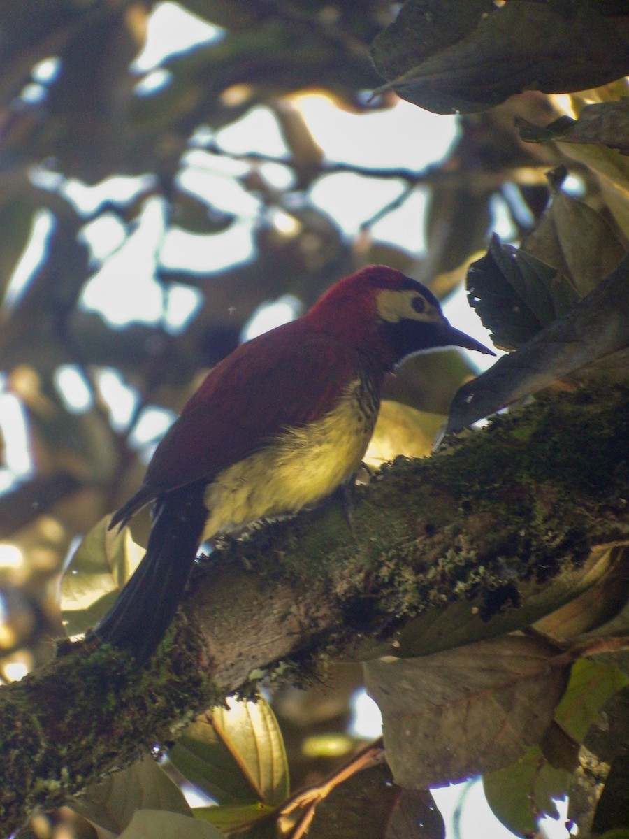 Crimson-mantled Woodpecker - ML506498311
