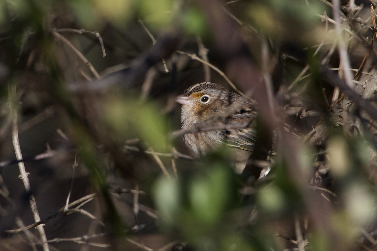 Grasshopper Sparrow - ML506499881