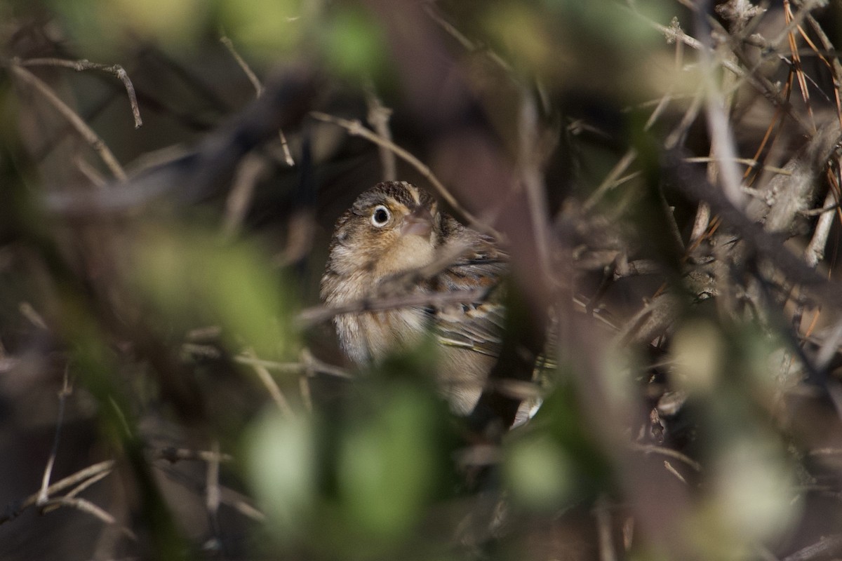 Grasshopper Sparrow - ML506499901