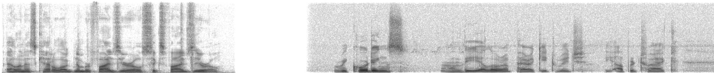 Ochraceous Attila - ML50650