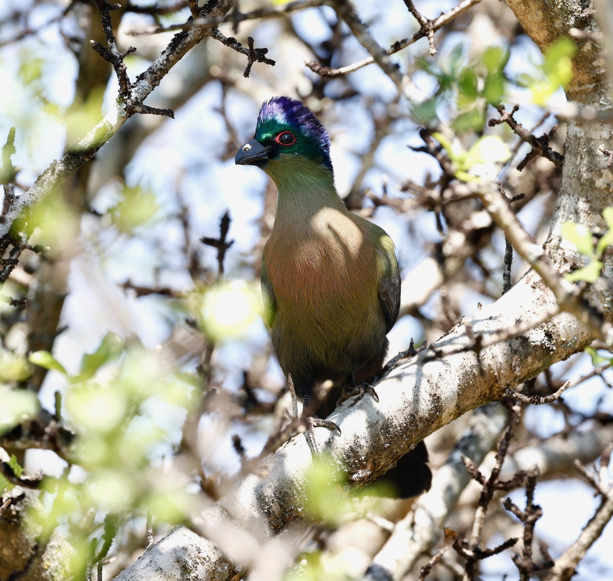 Purple-crested Turaco - ML506500201