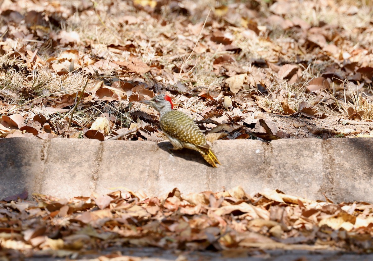 Golden-tailed Woodpecker - ML506500291