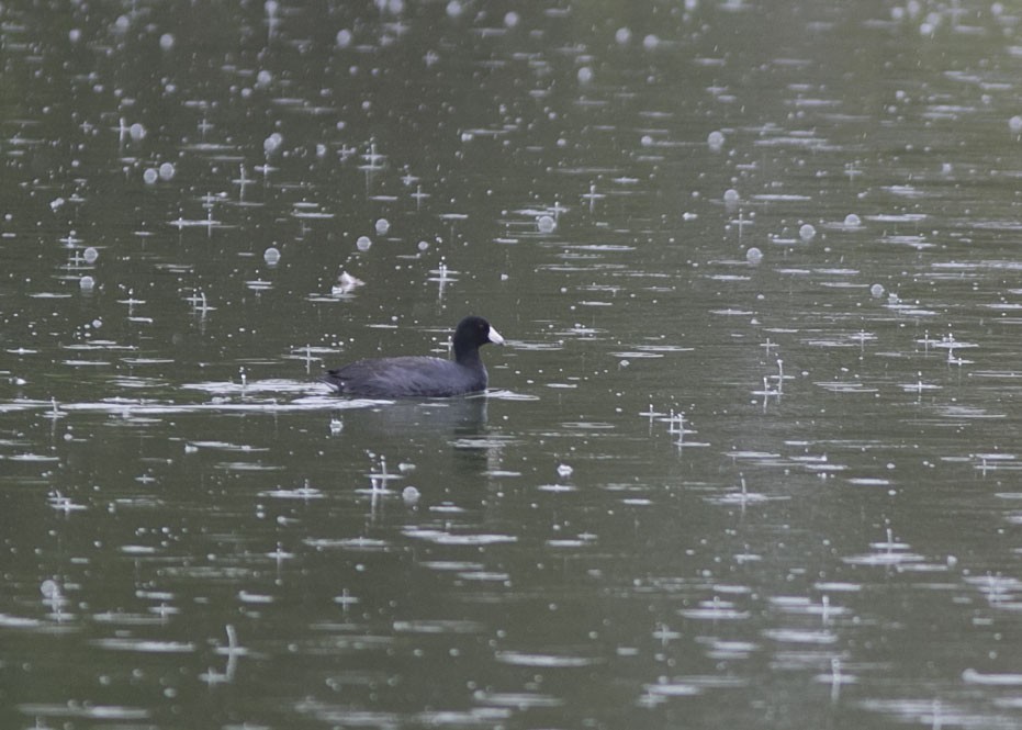 American Coot - ML506500371