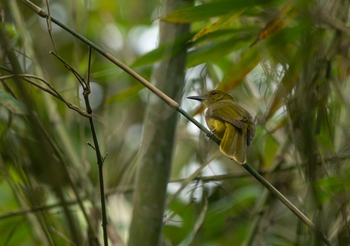 Bulbul des Banggai - ML506500491