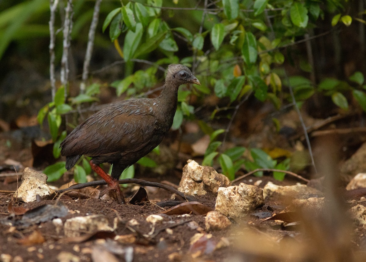 Sula Megapode - Simon Mitchell