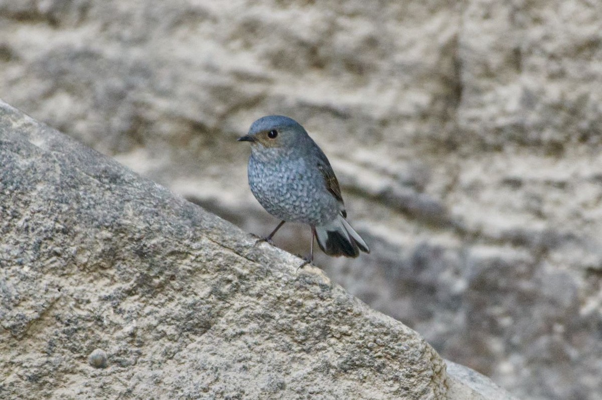 Plumbeous Redstart - Vasudev Prasad