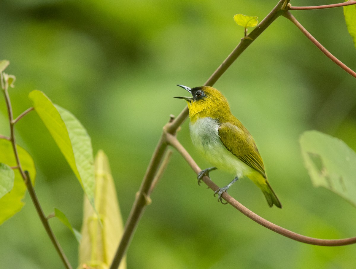 Togian White-eye - ML506503011