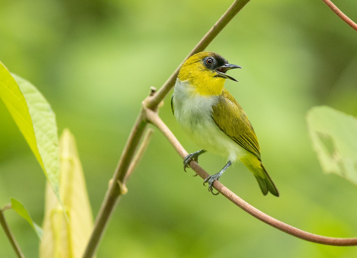 Togian White-eye - ML506503461