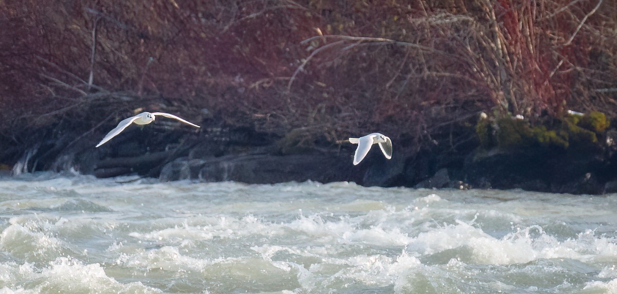 Little Gull - ML506504321