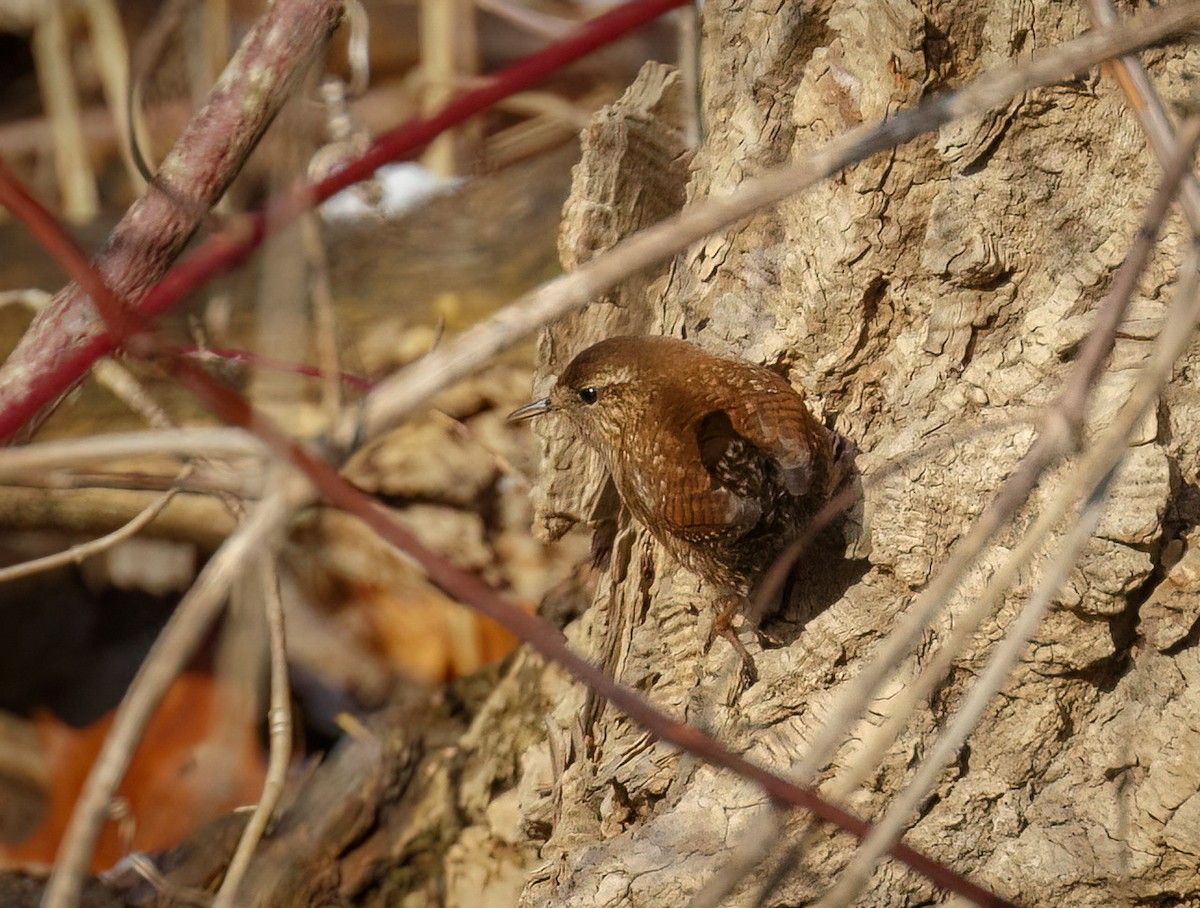Winter Wren - ML506504531