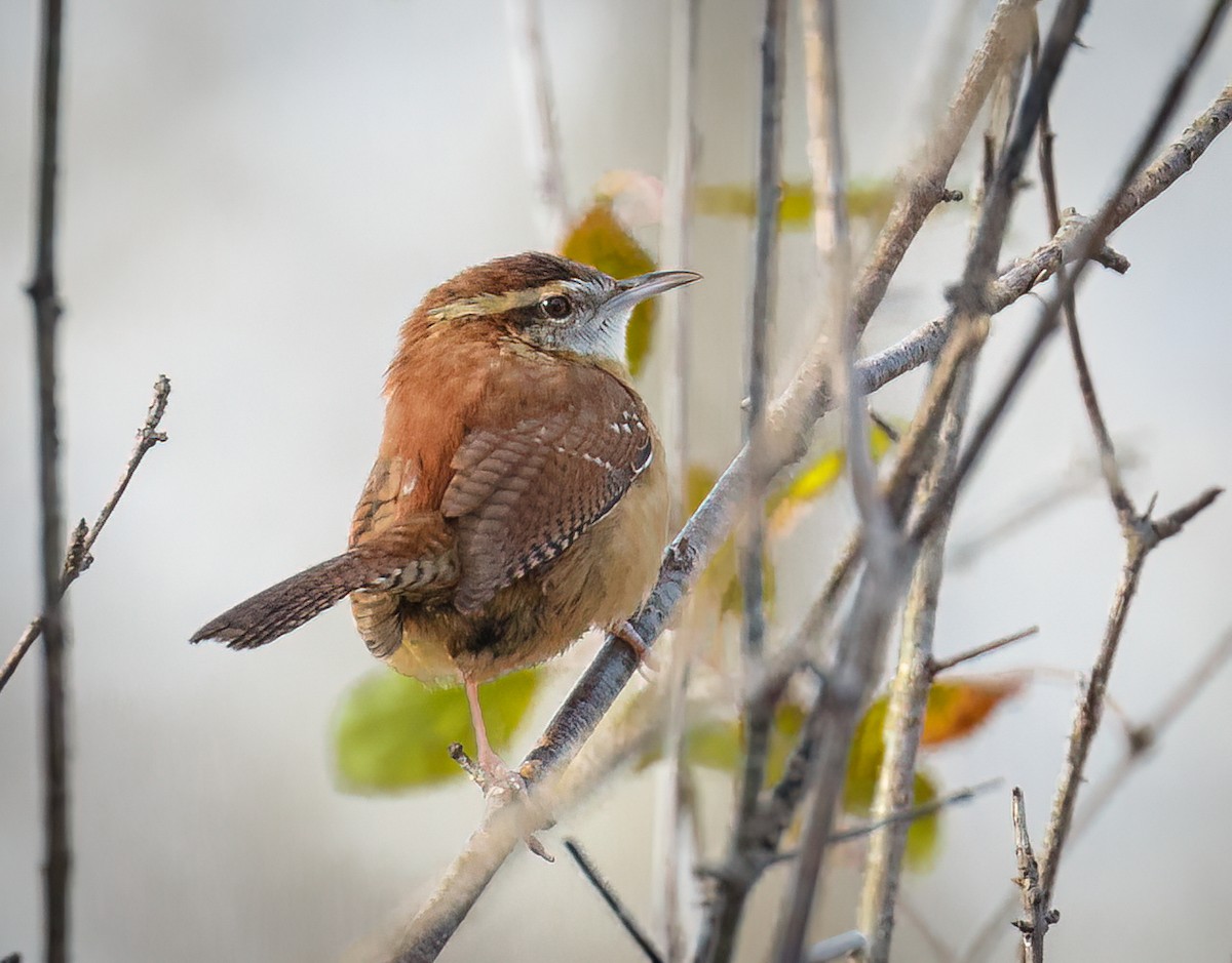 Carolina Wren - ML506504541