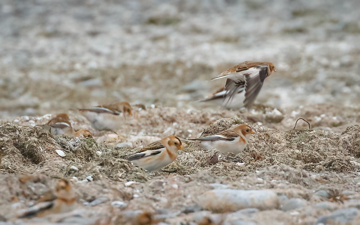 Snow Bunting - ML506504621