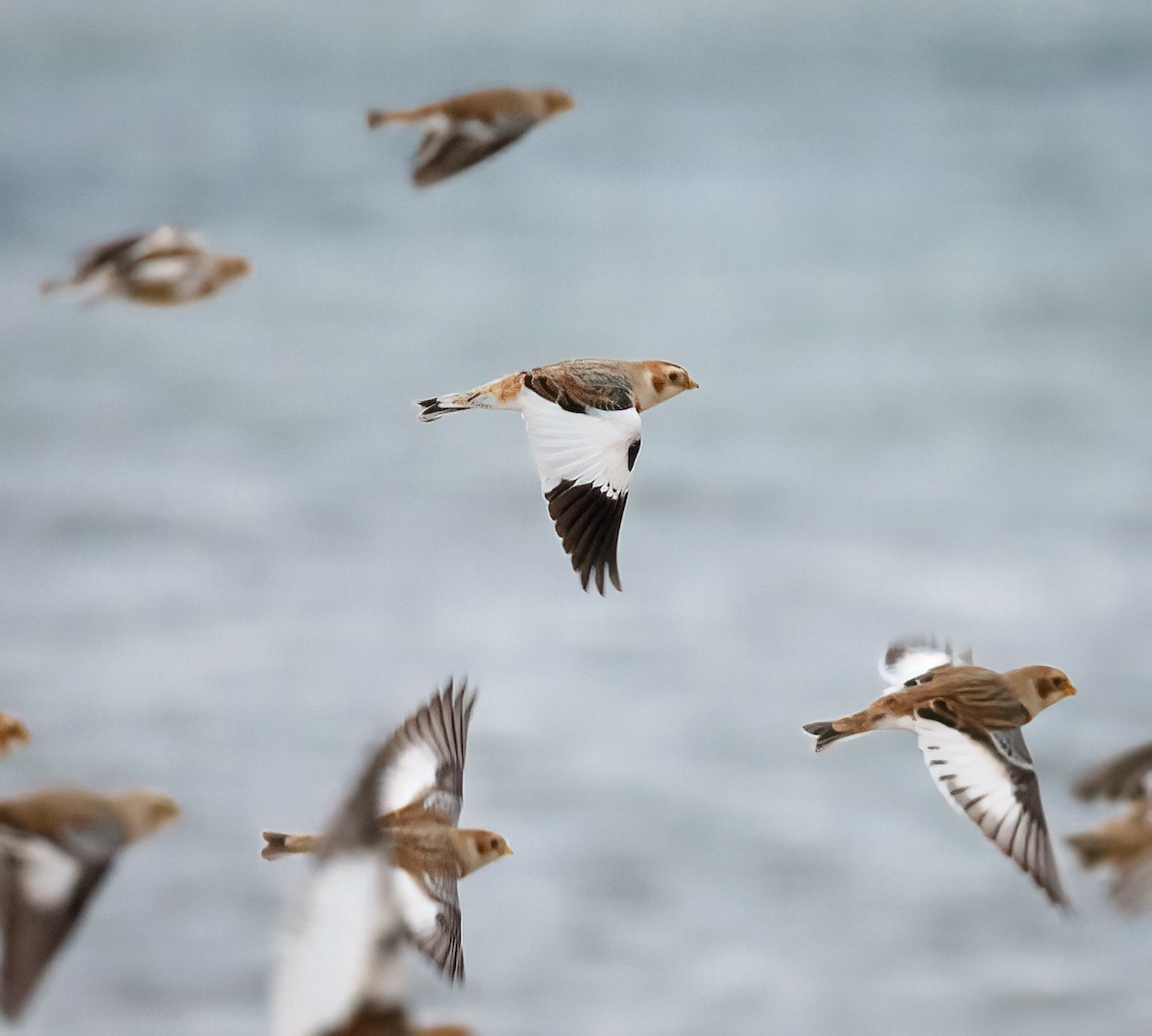 Snow Bunting - ML506504631