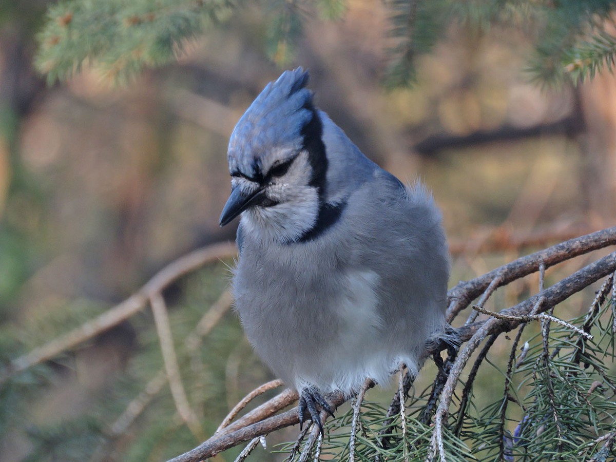 Blue Jay - ML506504661