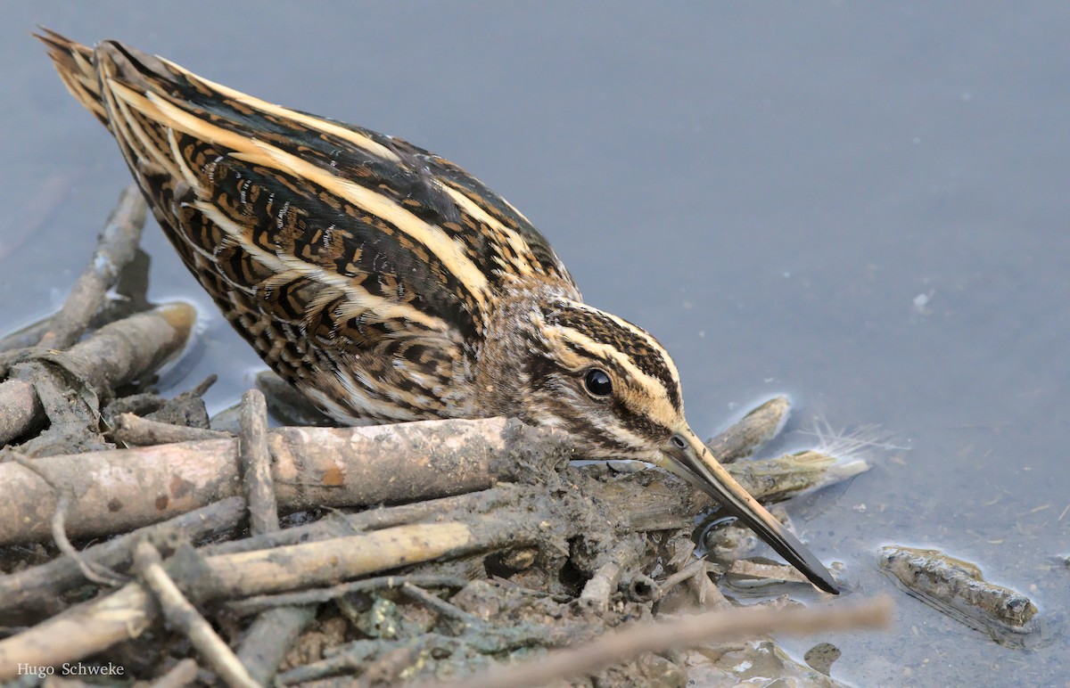 Jack Snipe - Hugo Schweke