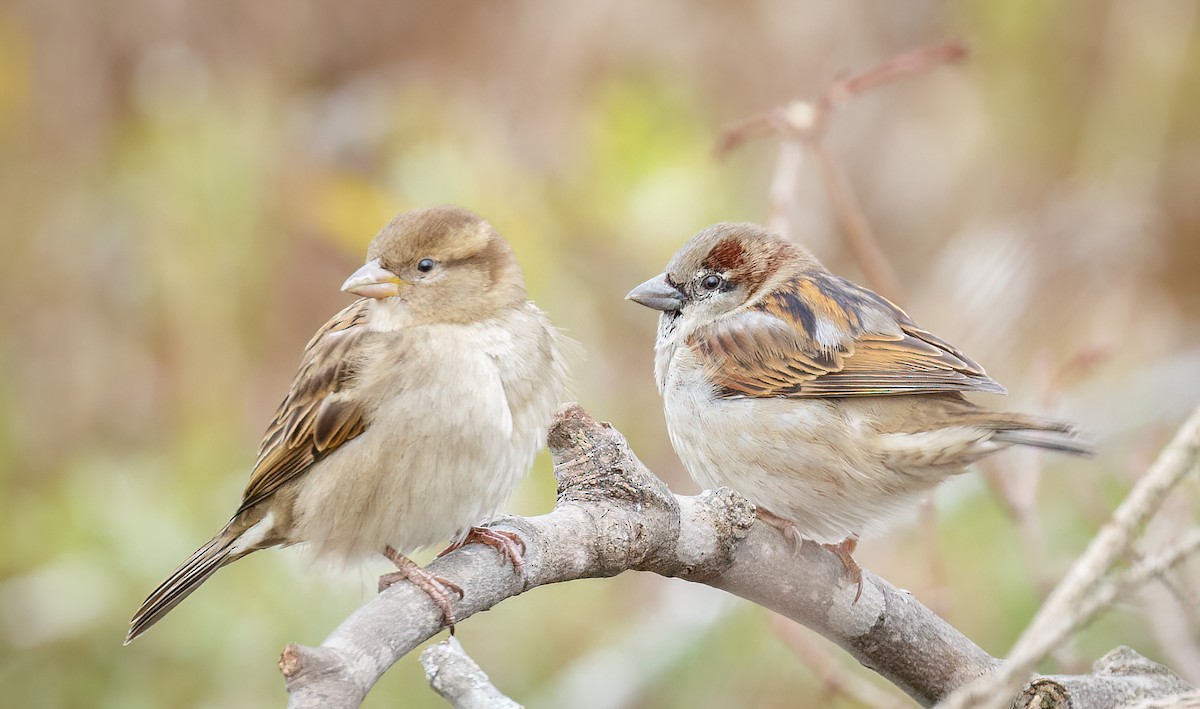 House Sparrow - ML506504841