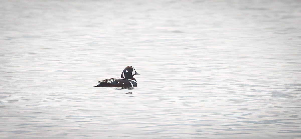 Harlequin Duck - ML506505271