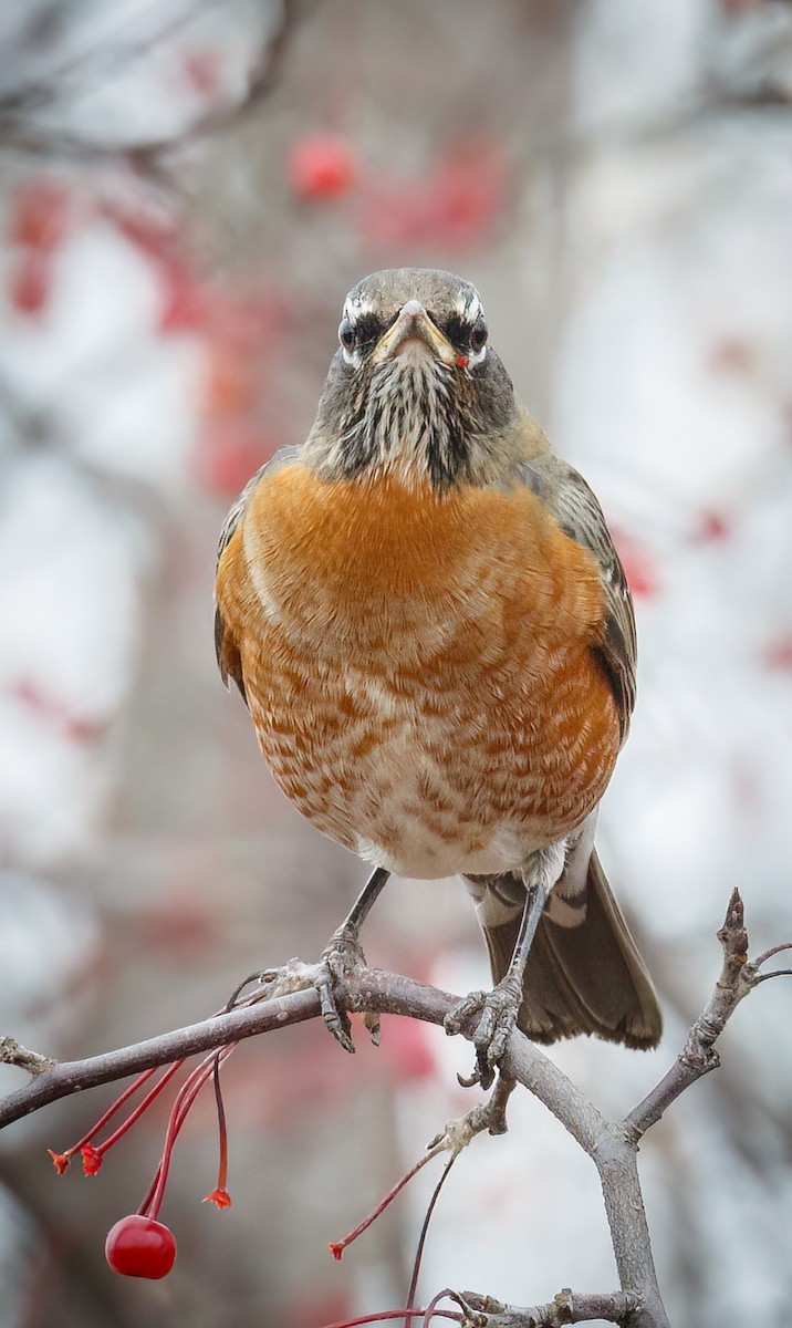 American Robin - ML506505471