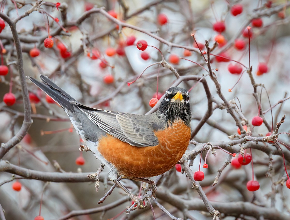 American Robin - ML506505481