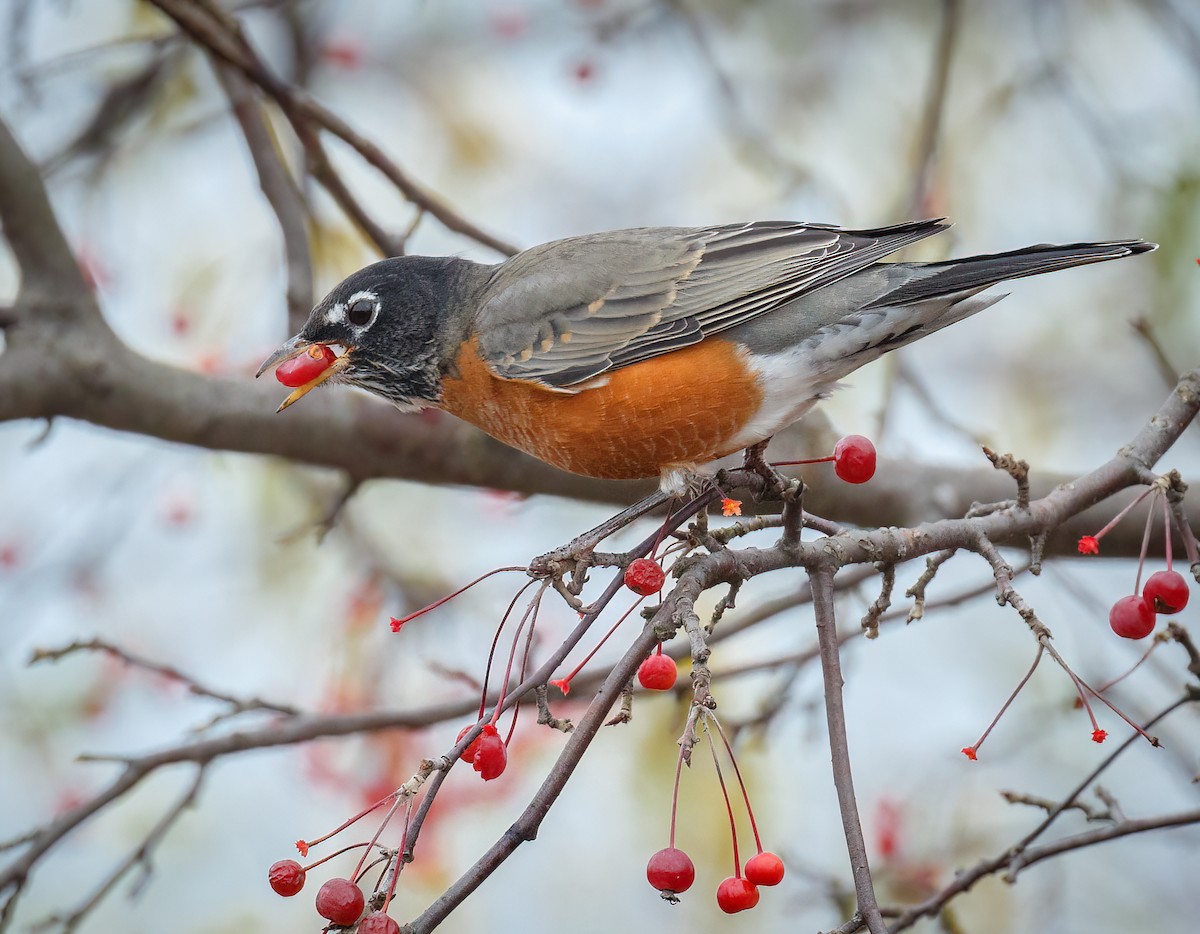 American Robin - ML506505491
