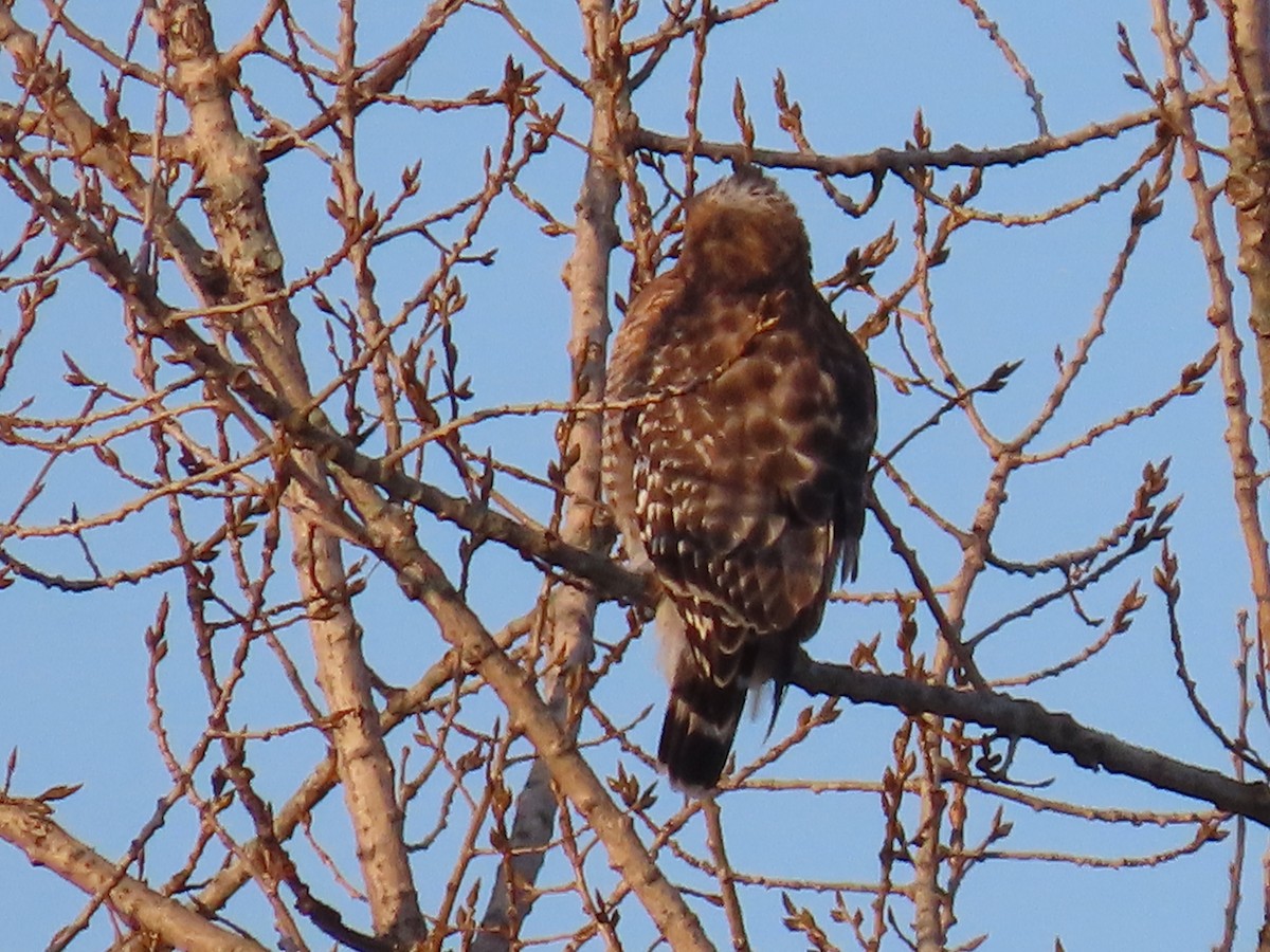 Red-shouldered Hawk - ML506507181