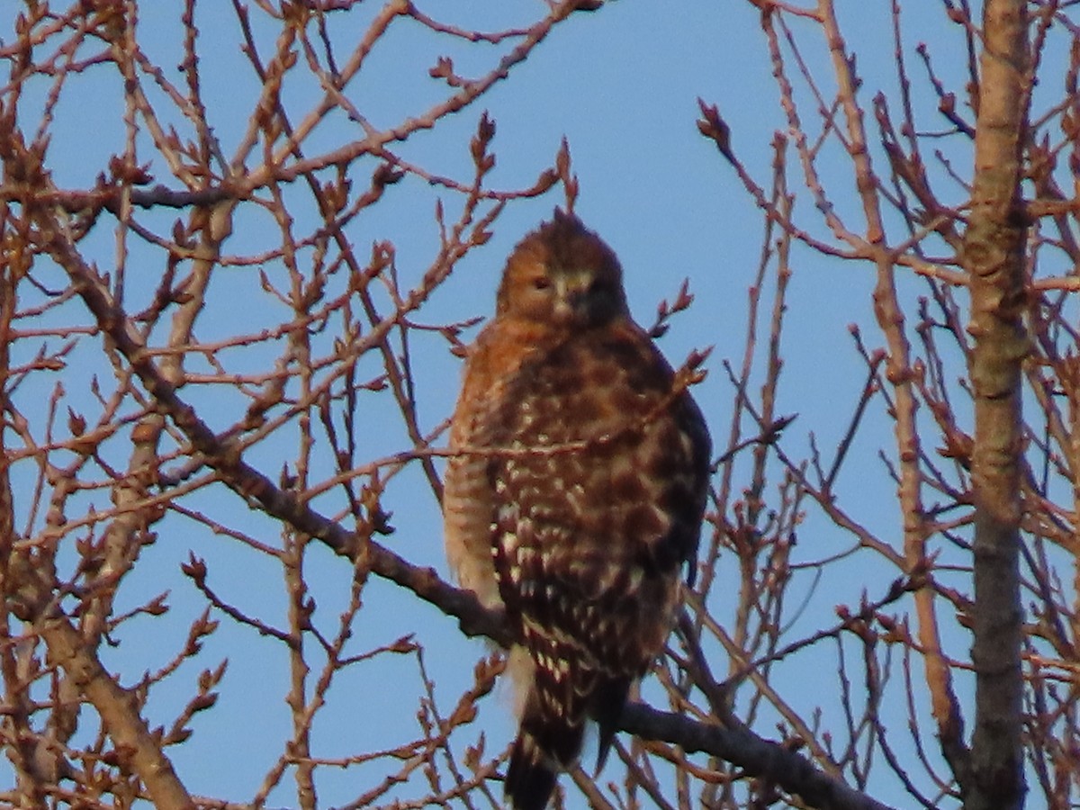 Red-shouldered Hawk - ML506507191