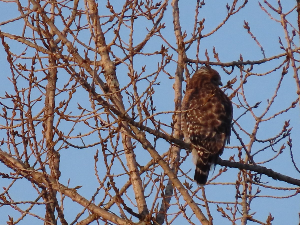 Red-shouldered Hawk - ML506507201