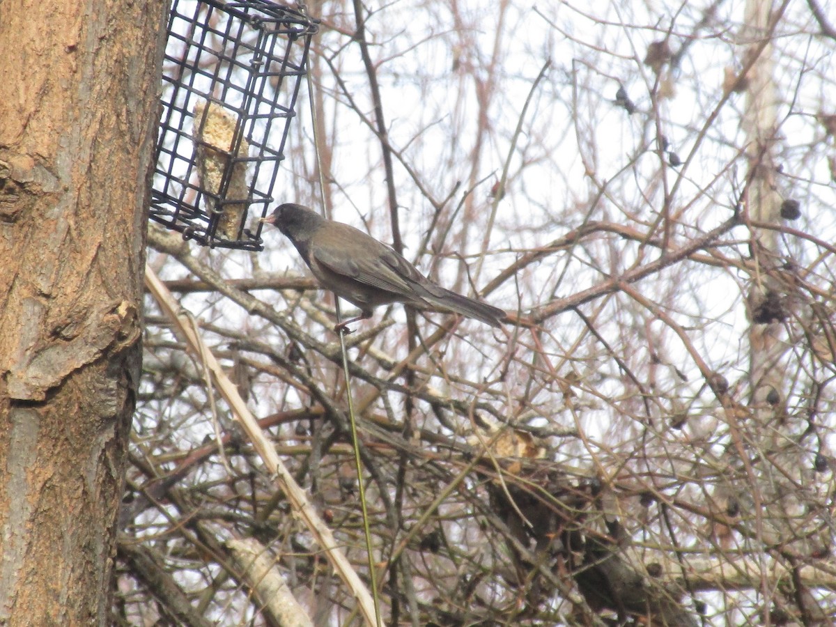 Dark-eyed Junco (Oregon) - ML50650721