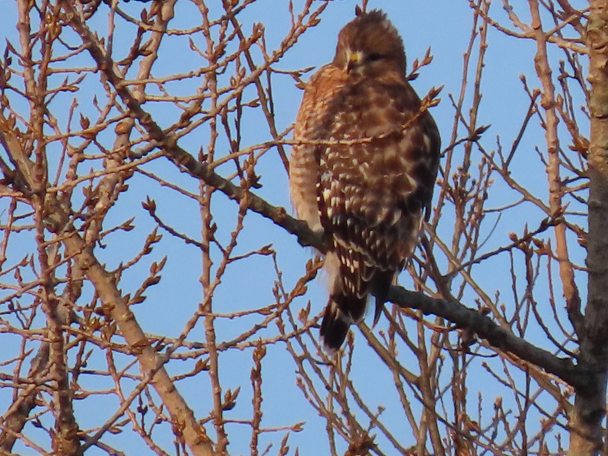 Red-shouldered Hawk - ML506507211