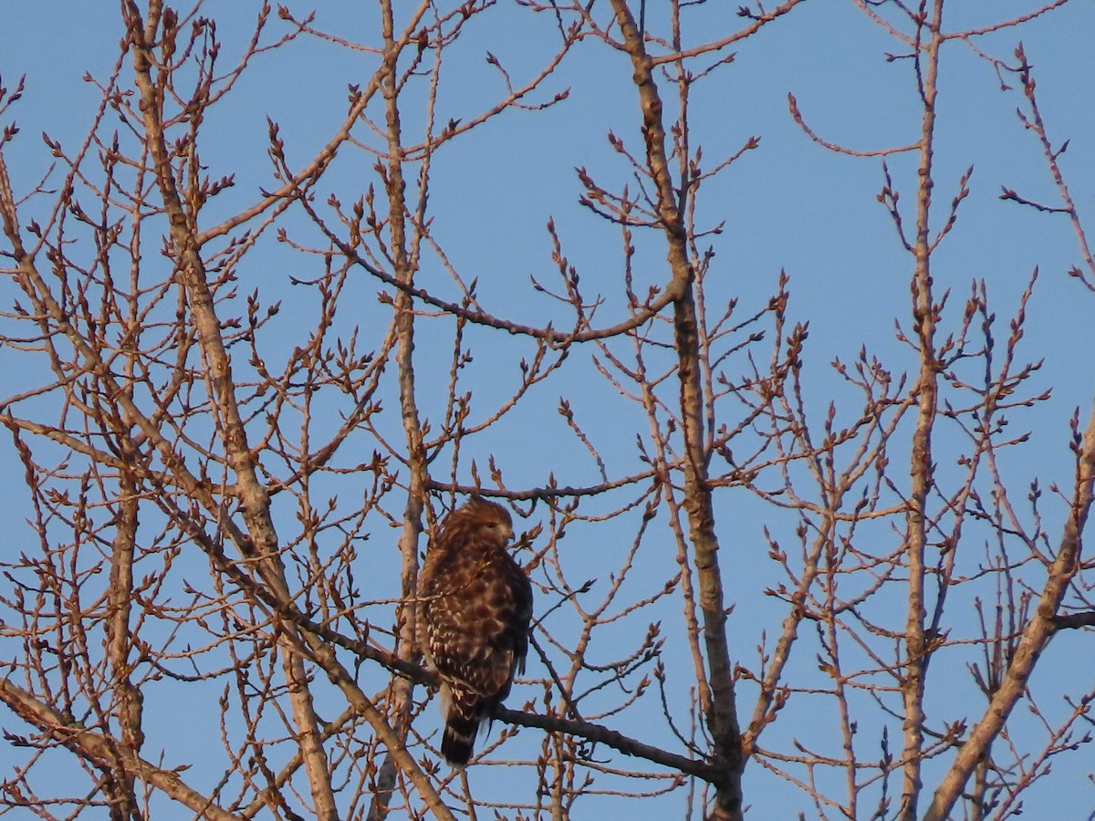 Red-shouldered Hawk - ML506507221