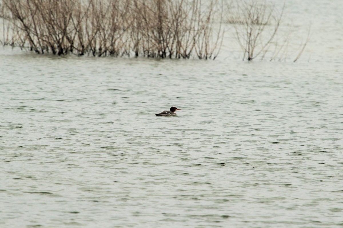 Common Merganser (North American) - ML50650731