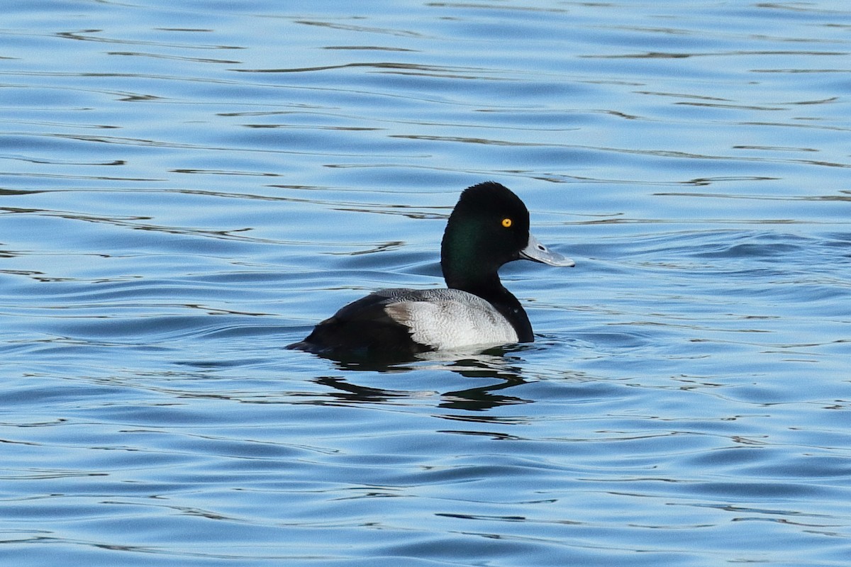 Lesser Scaup - ML506508141