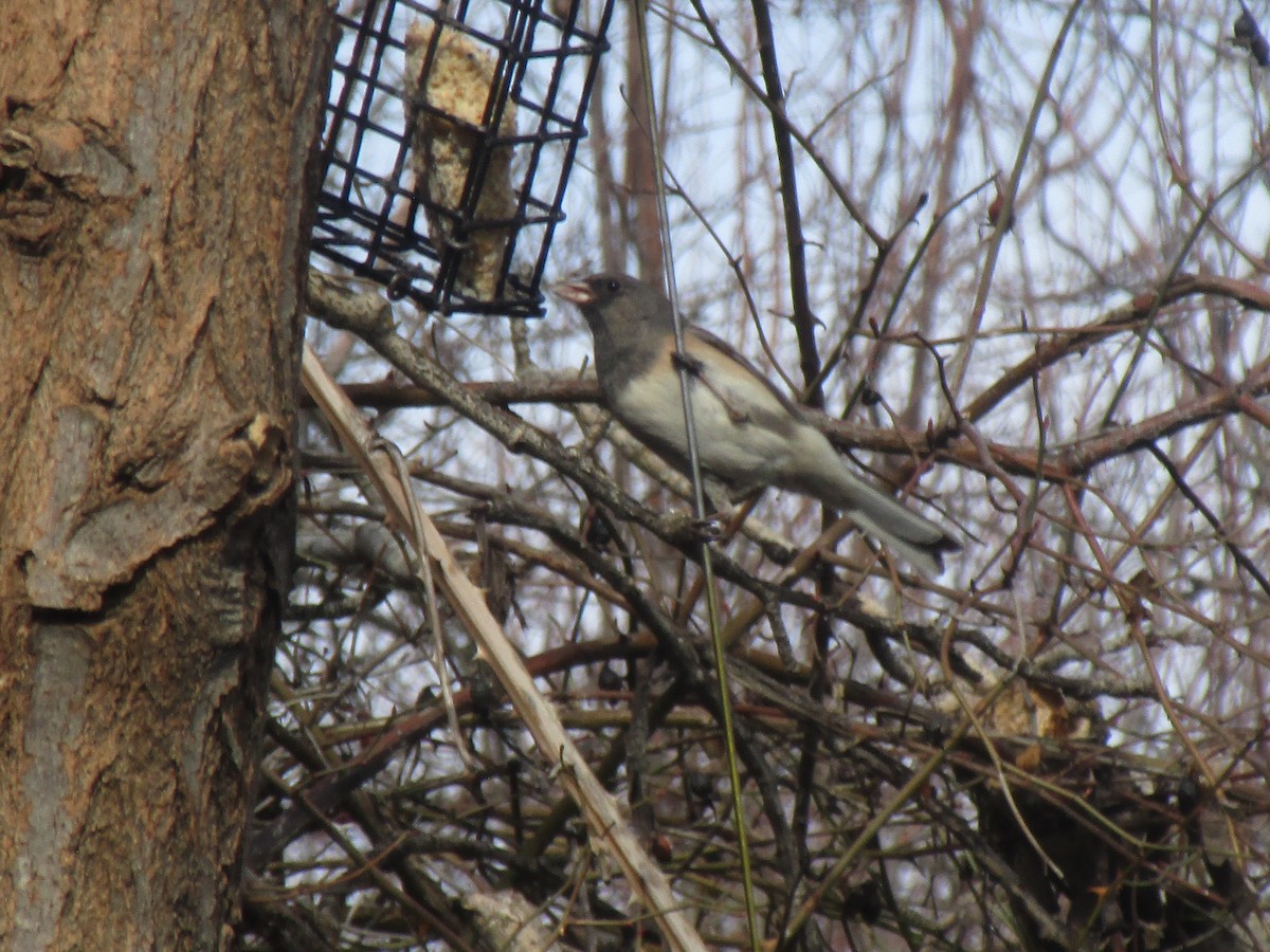 Dark-eyed Junco (Oregon) - ML50650831