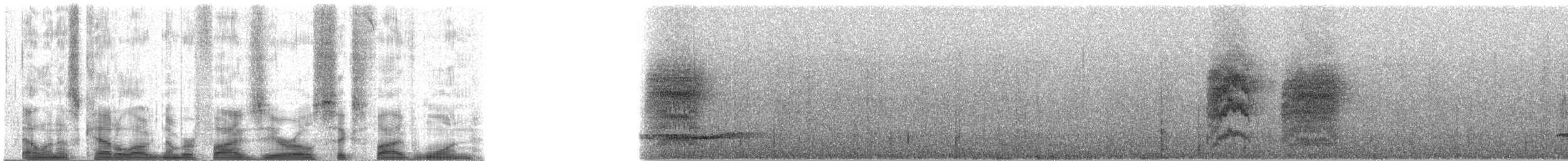 Graukopf-Ameisenvogel - ML50651