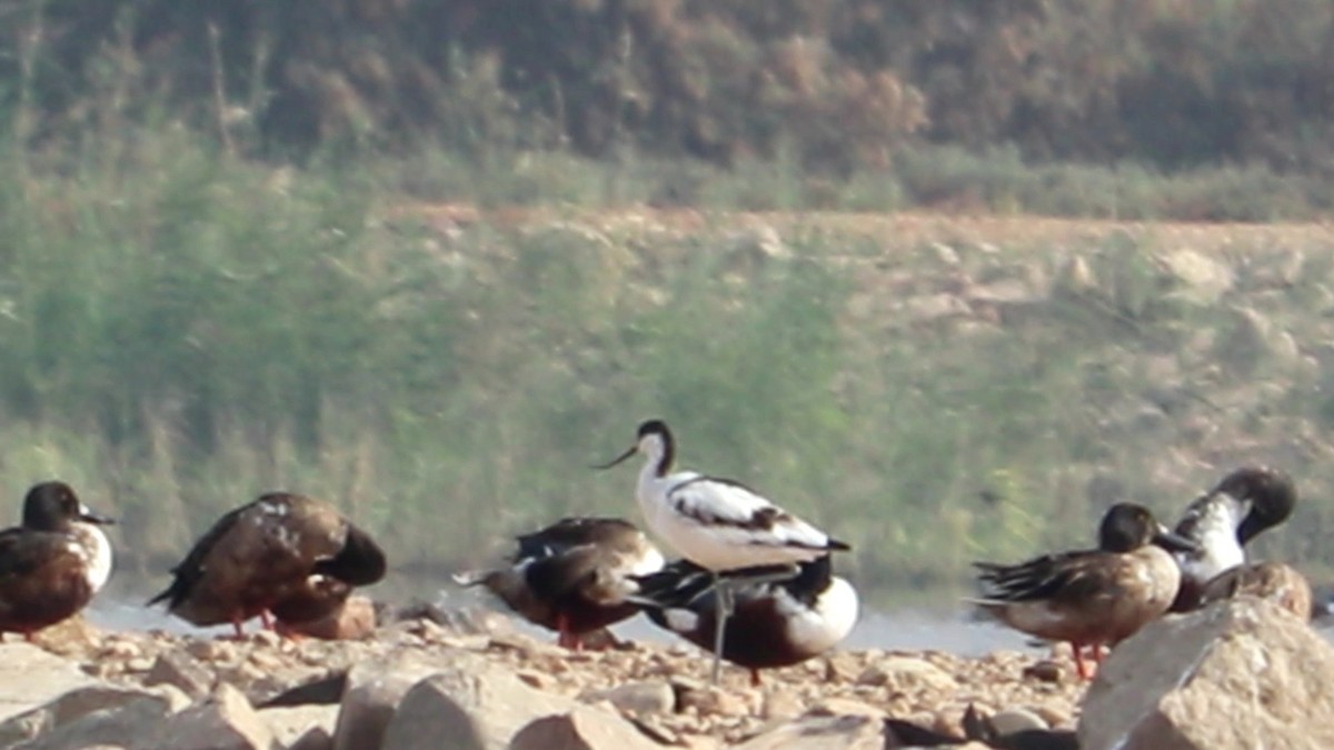 Pied Avocet - ML506510451