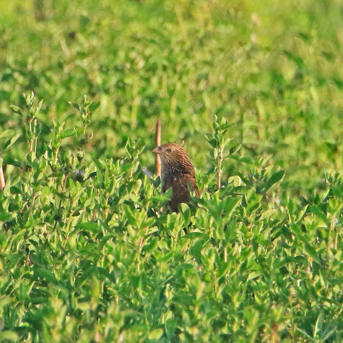 Lesser Coucal - ML506511441