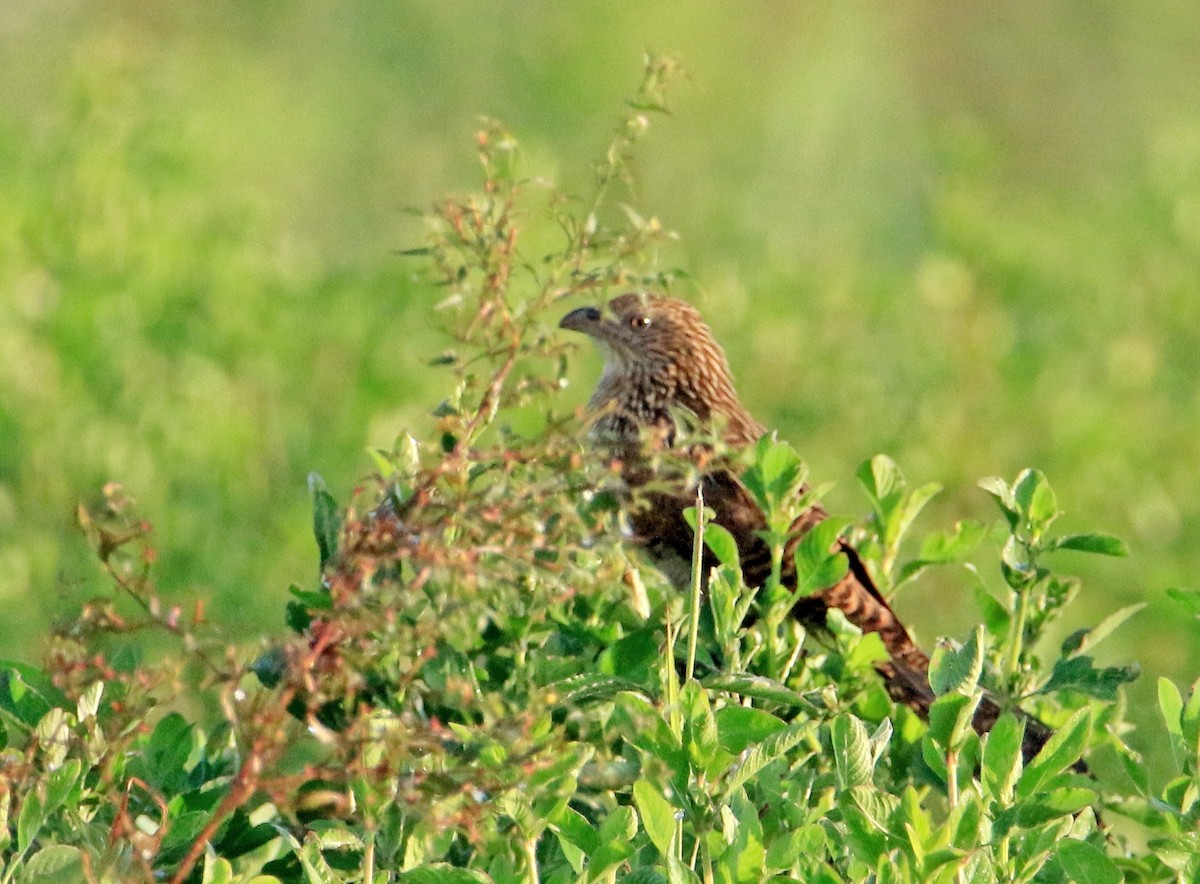 Lesser Coucal - ML506511461