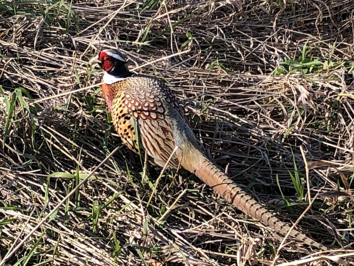 Ring-necked Pheasant - ML506513401