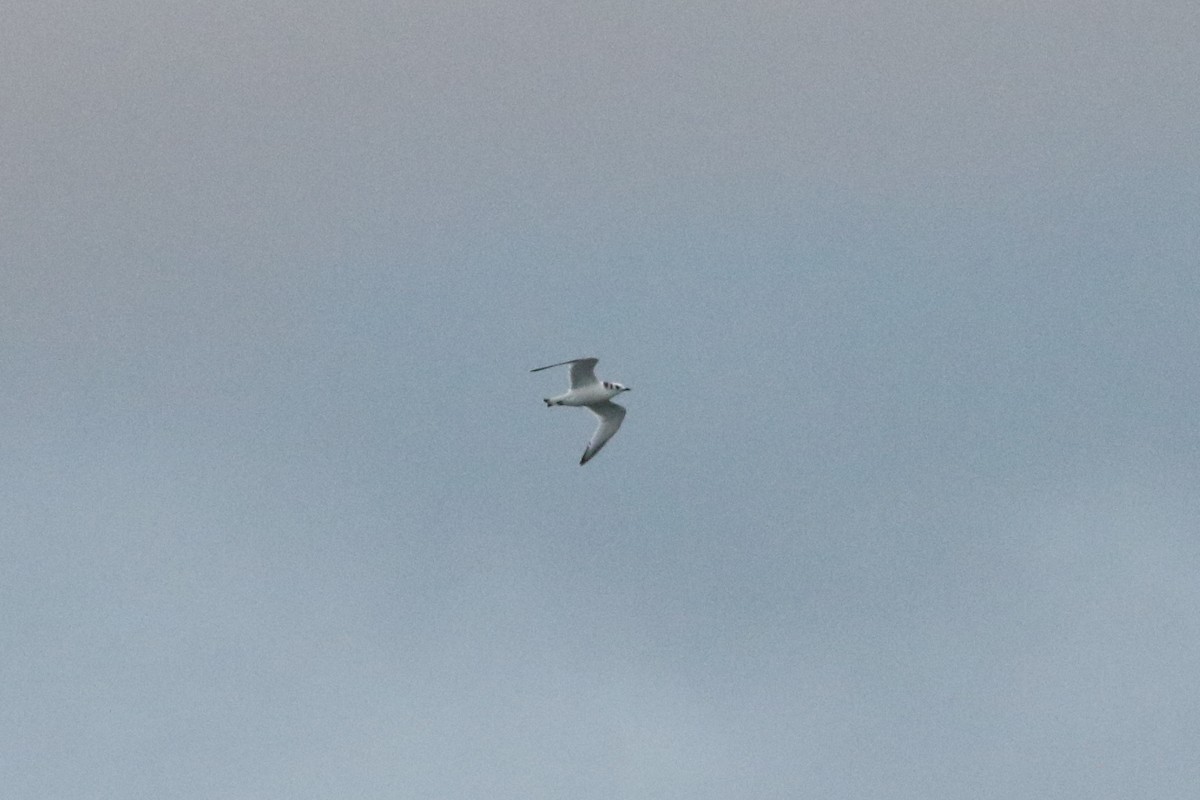 Black-legged Kittiwake - ML506513481