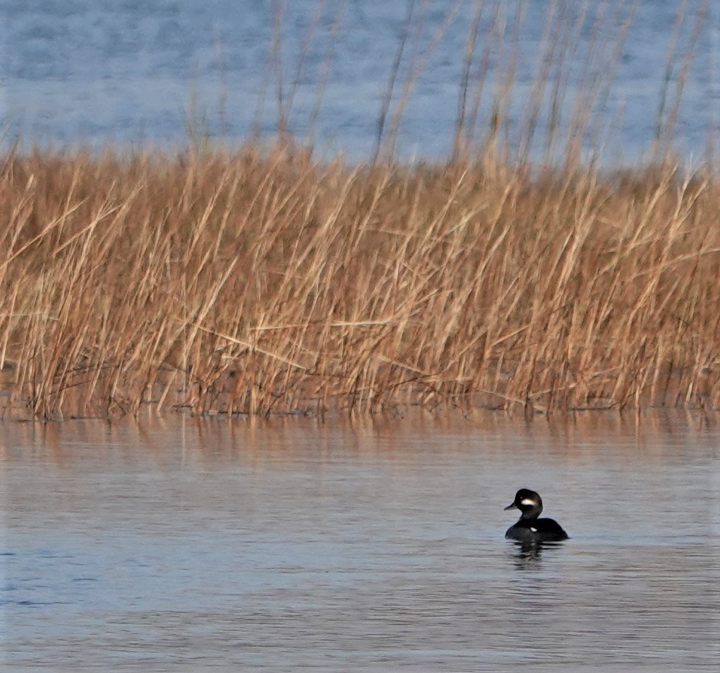 Bufflehead - Steve Mayo