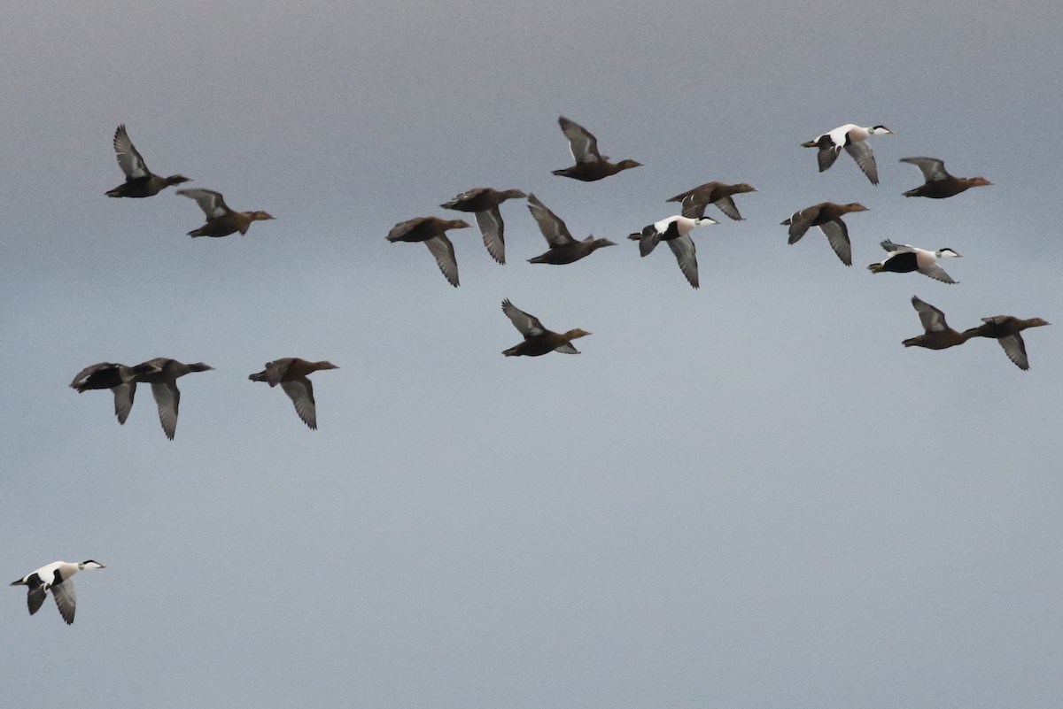 Common Eider - ML506513601