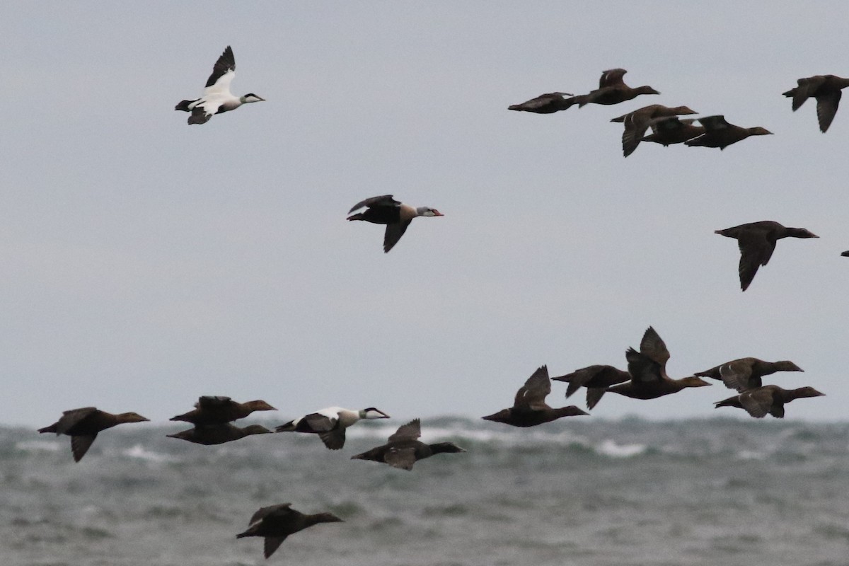 King Eider - ML506513671