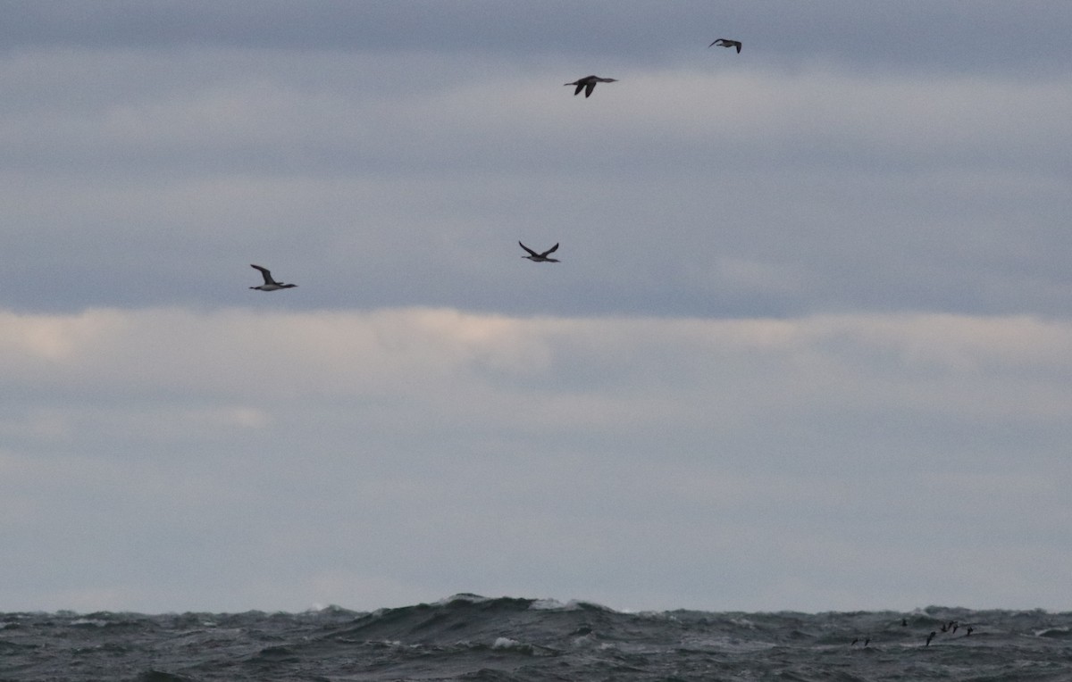 Red-throated Loon - ML506513891