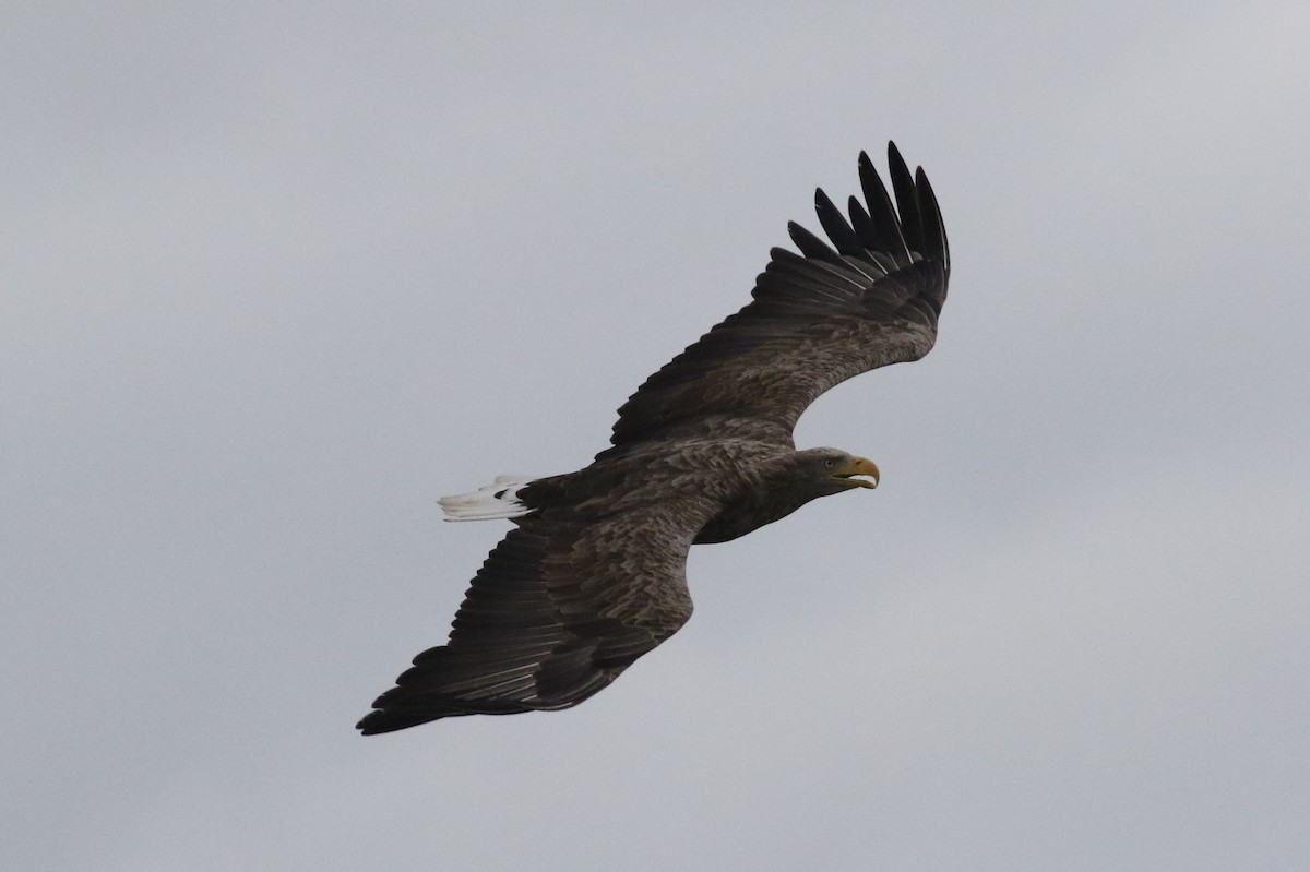 White-tailed Eagle - ML506514081